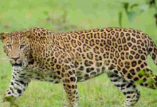 تلنگانہ: ضلع نرمل میں ایک ہی دن میں دوتیندوے۔دیہاتیوں میں خوف