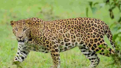 تلنگانہ: ضلع نرمل میں ایک ہی دن میں دوتیندوے۔دیہاتیوں میں خوف