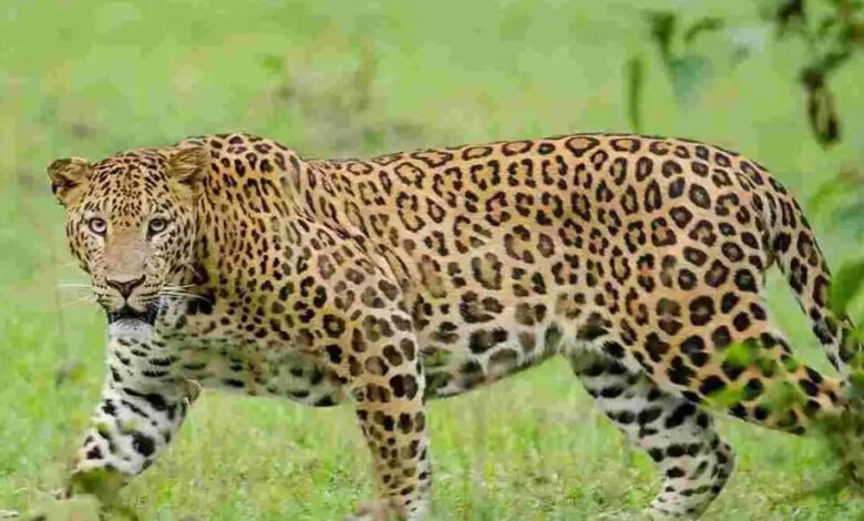 تلنگانہ: ضلع نرمل میں ایک ہی دن میں دوتیندوے۔دیہاتیوں میں خوف