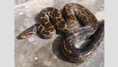 اے پی کے وشاکھاپٹنم میں دیوہیکل اژدھے کی موجودگی سے سنسنی