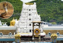 تروملا مندر میں درشن کیلئے قطار۔تلنگانہ کی خاتون کو سانپ نے ڈس لیا