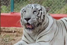 کاکتیہ زولوجیکل پارک میں سفید شیر کی موت