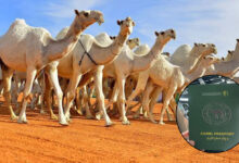 سعودی عرب کا عالمی سطح پراونٹوں کیلئے ’پاسپورٹ‘ کے اجرا کا اعلان