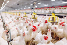 برڈ فلو کی دہشت۔ تین دیہاتوں کے پولٹری فارمس میں 24 ہزار سے زائد مرغیاں پر اسرار طور پر ہلاک