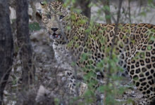 تیندوے نے بچھڑے کو ہلاک کردیا