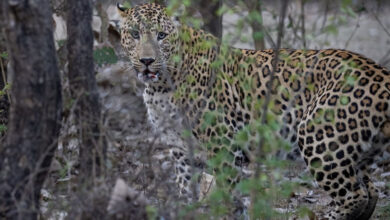 تیندوے نے بچھڑے کو ہلاک کردیا