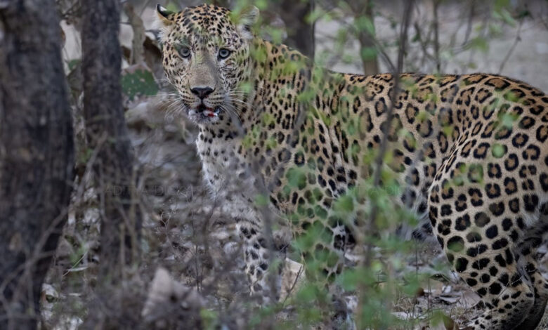 تیندوے نے بچھڑے کو ہلاک کردیا