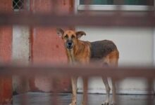  مریض کی ٹانگ آوارہ کتے کےمنہ میں دیکھی گئی شملہ