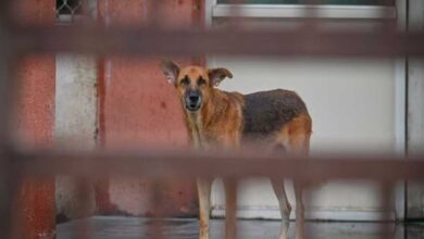  مریض کی ٹانگ آوارہ کتے کےمنہ میں دیکھی گئی شملہ