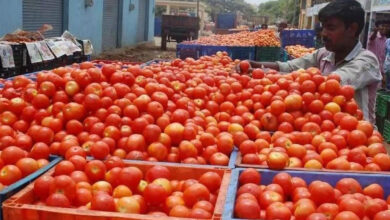 کسان ٹماٹر اب مفت تقسیم کرنے پر مجبور ہوگئے