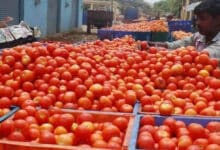 تلگو ریاستوں میں سبزیوں کی قیمتوں میں بھاری گراوٹ۔ ٹماٹر 10 روپے کلو تک پہنچ گیا