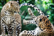 مہاراشٹر میں گزشتہ پانچ برسوں کے دوران 675 تیندوں کی موت