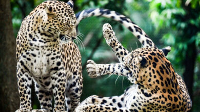 مہاراشٹر میں گزشتہ پانچ برسوں کے دوران 675 تیندوں کی موت