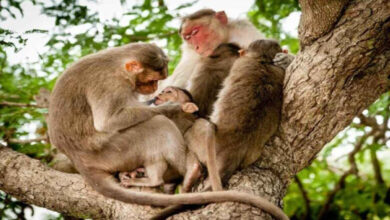 بندروں سے نجات دلانے کے وعدے سرپنچوں کیلئے گلے کی ہڈی بن گئے