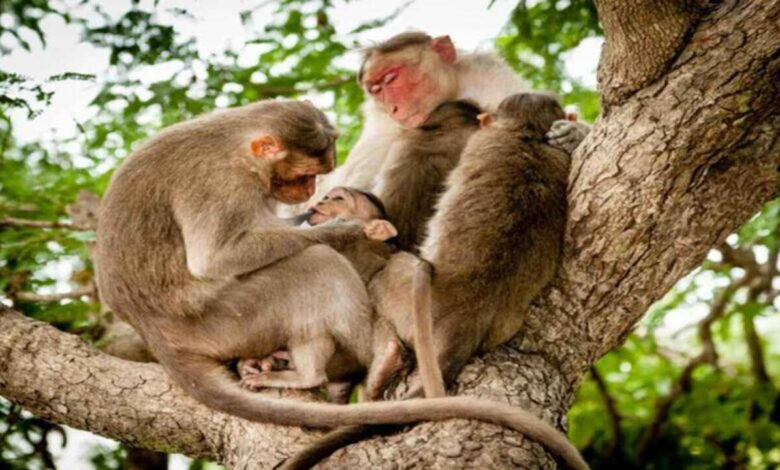 بندروں سے نجات دلانے کے وعدے سرپنچوں کیلئے گلے کی ہڈی بن گئے