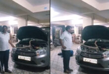 کار کا بونٹ کھولتے ہی اڑ گئے ہوش۔انجن میں زہریلا ناگ نکلا