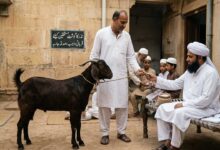 جانور کی نذر