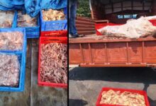 H-FAST ٹیم کی بڑی کارروائی 352 کلو خراب چکن ضبط، ملزم گرفتار