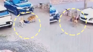 آوارہ کتے کا 3 سالہ بچہ پر خوفناک حملہ، 30 میٹر تک گھسیٹتا رہا