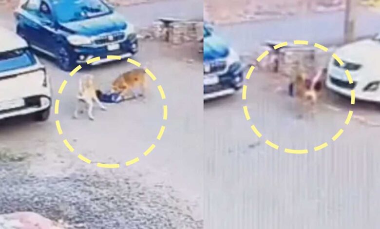 آوارہ کتے کا 3 سالہ بچہ پر خوفناک حملہ، 30 میٹر تک گھسیٹتا رہا