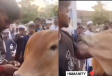 منڈی میں آئی گائے کو مسلم نوجوان نے بچایا.. مسلمان نوجوان کی دانشمندی نے سب کا دل جیت لیا