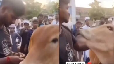منڈی میں آئی گائے کو مسلم نوجوان نے بچایا.. مسلمان نوجوان کی دانشمندی نے سب کا دل جیت لیا