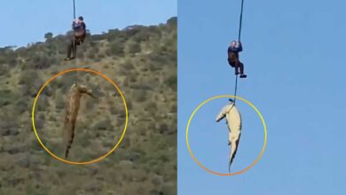 مگرمچھ کے پیٹ سے انسانی باقیات برآمد، لاپتہ تاجر کی تلاش میں اہم پیش رفت (ویڈیو)