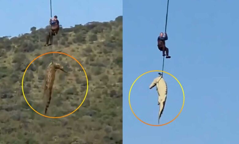 مگرمچھ کے پیٹ سے انسانی باقیات برآمد، لاپتہ تاجر کی تلاش میں اہم پیش رفت (ویڈیو)