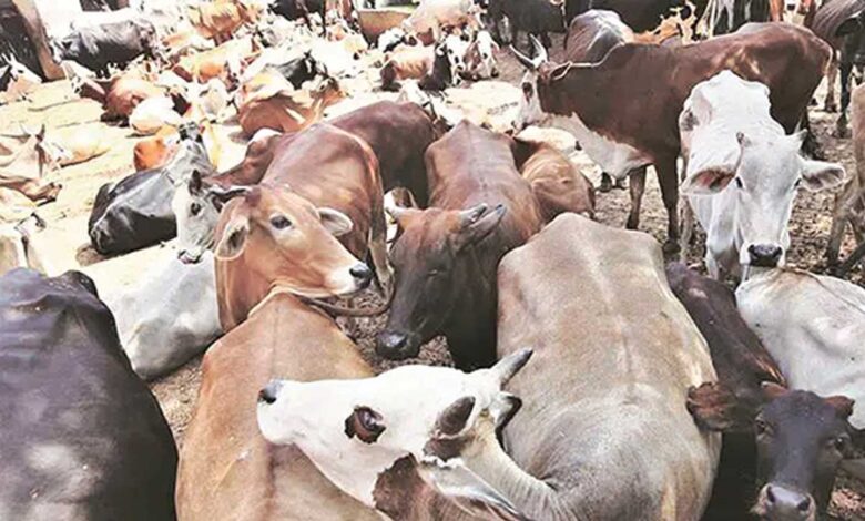 مختلف مسلم تنظیمیں‘ گائے کو قومی جانور قرار دینے کی حامی، مولانا ارشد مدنی کے مطالبہ کی کھل کر تائید۔دہلی میں عنقریب میٹنگ