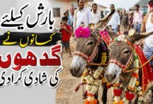 بارش کیلئے کسانوں نے گدھوں کی شادی کرادی، ڈھول باجے کے ساتھ نکلی بارات (ویڈیو)