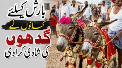 بارش کیلئے کسانوں نے گدھوں کی شادی کرادی، ڈھول باجے کے ساتھ نکلی بارات (ویڈیو)