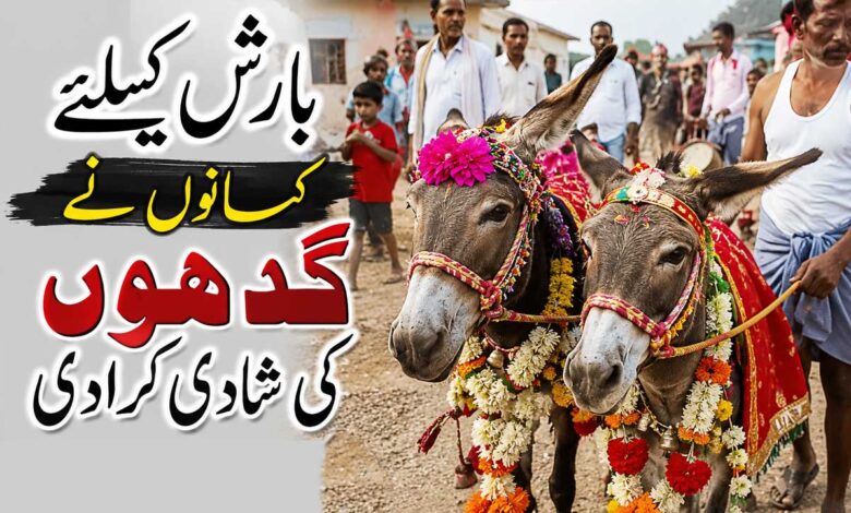 بارش کیلئے کسانوں نے گدھوں کی شادی کرادی، ڈھول باجے کے ساتھ نکلی بارات (ویڈیو)