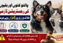 پالتو کتوں اور بلیوں کی رجسٹریشن لازمی، 30 ستمبر تک مہلت، خلاف ورزی پر 5 ہزار روپے جرمانہ