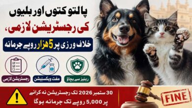 پالتو کتوں اور بلیوں کی رجسٹریشن لازمی، 30 ستمبر تک مہلت، خلاف ورزی پر 5 ہزار روپے جرمانہ