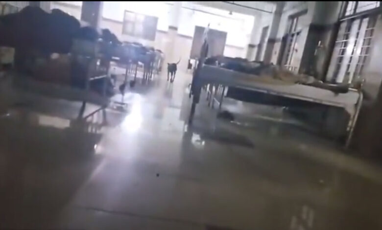 ورنگل ایم جی ایم اسپتال میں آوارہ کتوں کی آزادانہ آمدورفت، بچوں کے وارڈ میں مریضوں کے رشتہ دار خوفزدہ