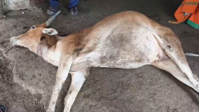 وقارآباد میں شیر کی دہشت، گاؤشالہ میں داخل ہوکر گائے کو ہلاک کردیا