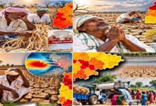 تلنگانہ حکومت نے 365 منڈلوں کو خشک سالی سے متاثرہ قراردیا