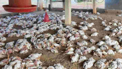 آندھراپردیش کے اننت پور میں برڈ فلو کی دستک، کئی ہزار مرخیوں کی موت