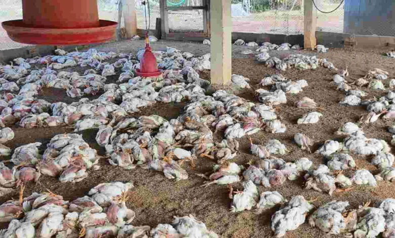 آندھراپردیش کے اننت پور میں برڈ فلو کی دستک، کئی ہزار مرخیوں کی موت