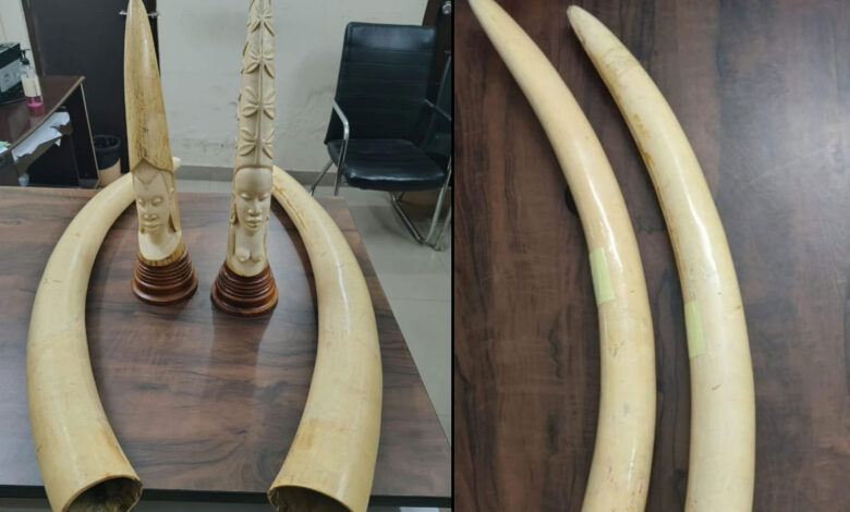 حیدرآباد میں ڈی آر آئی کی کارروائی، 17 کلو وزنی ہاتھی دانت کے 4 ٹکڑے ضبط